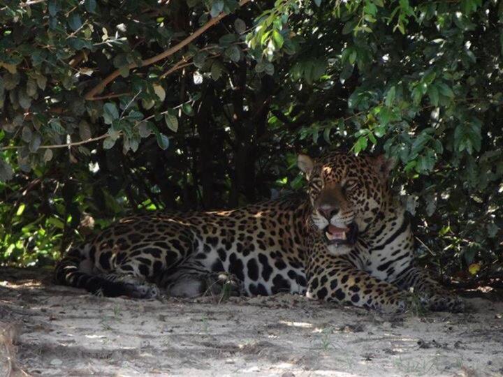 Pantanal Jungle Lodge Passo do Lontra Exterior photo